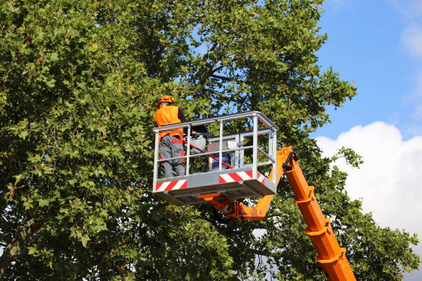 Leaf Removal Services